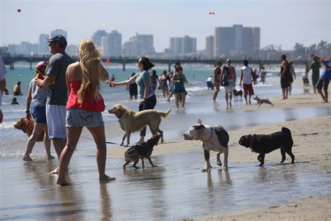 Rosie's beach long beach - Rosie’s Dog Beach is an area of Belmont Shore Beach designated by the city of Long Beach for beachgoers with off-leash dogs. This whole area is one long wide beach so it’s hard to tell where the …